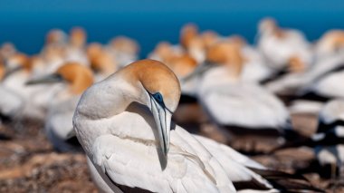 Mahmuzlu içinde koloni Cape kaçıranlar, Yeni Zelanda doğurmak Gannet (Morus bassanus)
