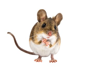 Beyaz arka plan üzerinde ayakta cepheden görünüm şirin ahşap Mouse (Apodemus sylvaticus)