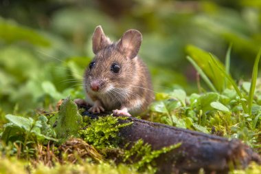 Vahşi ahşap orman zeminine kütüğe arkasından bakmak fare (Apodemus sylvaticus)