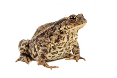 Beyaz arka plan üzerinde izole Avrupa ortak Kurbağa (Bufo bufo)