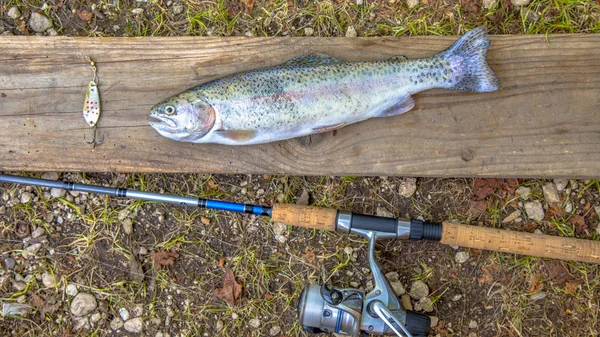 Fresh caught Rainbow Trout with fishing rod