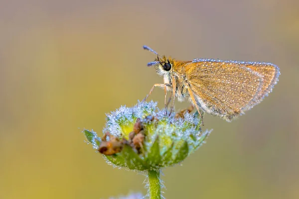 Hespérie Essex Thymelicus Lineola Est Couverte Rosée Est Papillon Famille — Photo