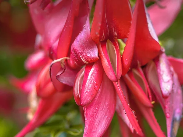 Virágok Ritka Kakabeak Clianthus Puniceus Veszélyeztetett Növényfajok Bennszülött Maori — Stock Fotó