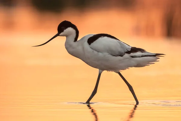 Wading Pied Avocet Recurvirostra Avosetta Walking Water Early Orange Light — Stock Photo, Image