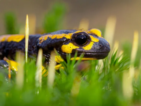 有毒的火蝾螈 Salamandre Salamandre 生活在中欧落叶森林中 在丘陵地区更常见 — 图库照片