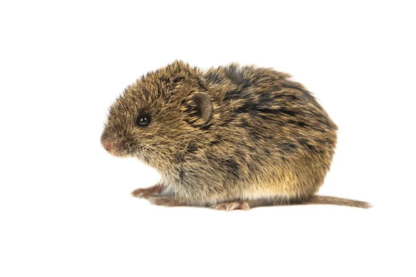 Camundongo Vole Comum Juvenil Microtus Arvalis Isolado Sobre Fundo Branco — Fotografia de Stock