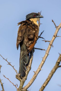 burchells coucal