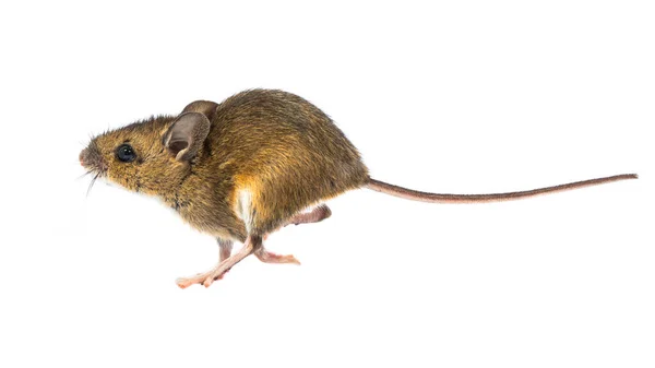 흰 배경 위에서 달리는 생쥐 — 스톡 사진