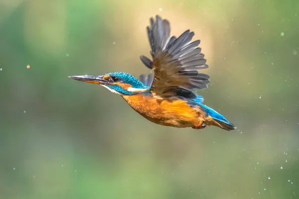 Gemensam europeisk kungsfiskare som flyger — Stockfoto