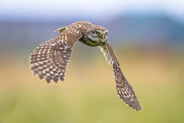 Little Owl flying on blurred background — Stock Photo, Image