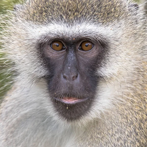 Vervet macaco retrato insta — Fotografia de Stock