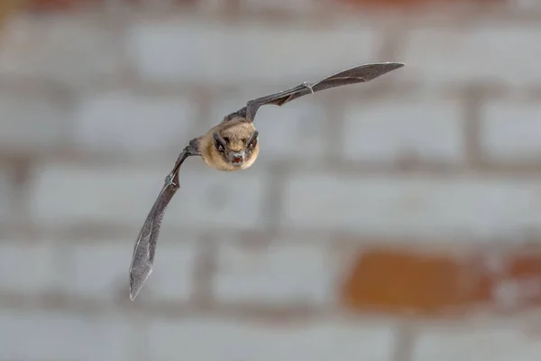 Flying Pipistrelle na parede de tijolo branco — Fotografia de Stock