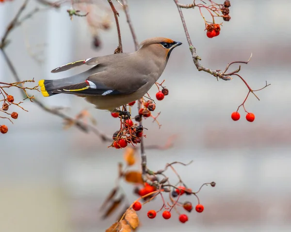 Foraging Bohemian waxwing — Stock Photo, Image