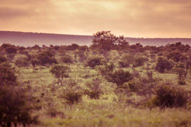 Savanna turuncu tonlama