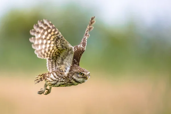 Pequeño búho volando sobre fondo borroso —  Fotos de Stock