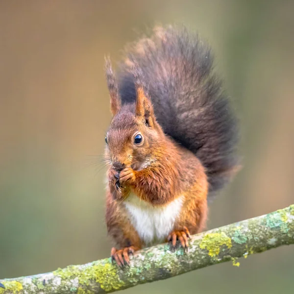 Czerwona wiewiórka jedzenia na gałęzi — Zdjęcie stockowe
