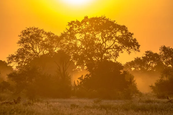 Savanne oranje ochtend licht op S100 Kruger — Stockfoto