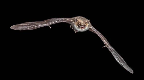 Morcego voador isolado no fundo preto — Fotografia de Stock