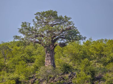 Baobab Ağacı Kruger Parkı