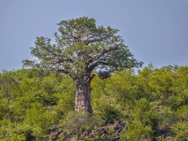 Baobá árvore Kruger parque — Fotografia de Stock