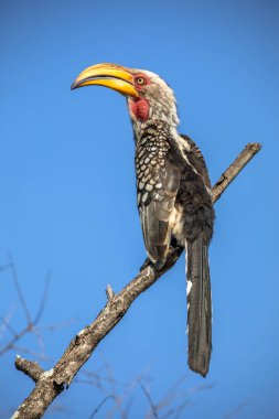 Mavi gökyüzüne karşı güney sarı gagalı gagalı