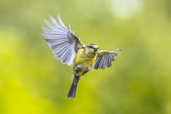 Pássaro em voo sobre fundo verde brilhante — Fotografia de Stock