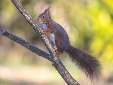 Kırmızı sincap dalda dikkatli