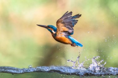 Ortak Avrupa Kingfisher ortaya çıkan soyut