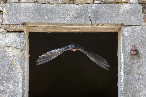 Andorinha de celeiro voando pela janela — Fotografia de Stock
