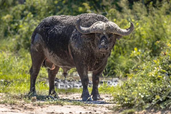 Baño de barro de búfalo africano — Foto de Stock