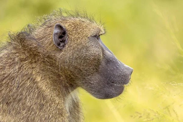 Chacma babuíno olhando — Fotografia de Stock