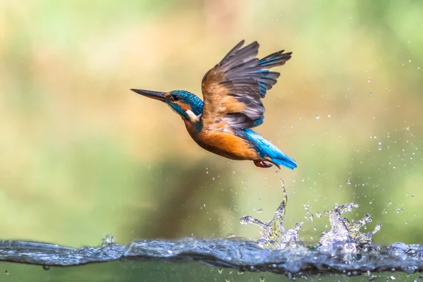 Common European Kingfisher emerging abstract — Stock Photo, Image