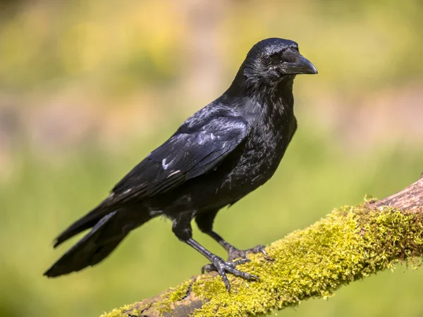 Carrión negro Crow vista lateral en el tronco musgoso —  Fotos de Stock