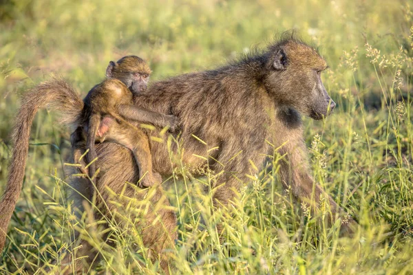 Chacma babuíno mãe com jovens — Fotografia de Stock