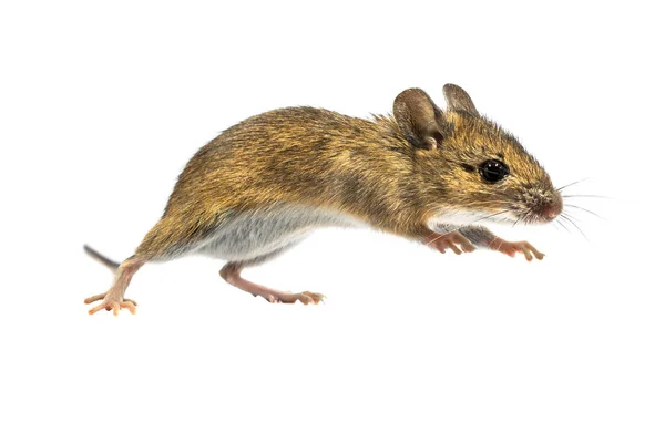 Скачущая мышь на белом фоне — стоковое фото