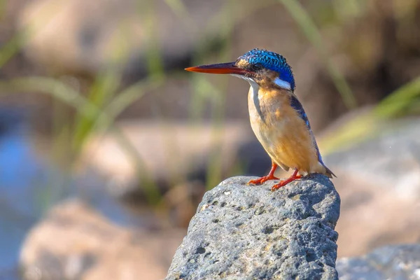 Malachite Kingfisher sedí na skále — Stock fotografie