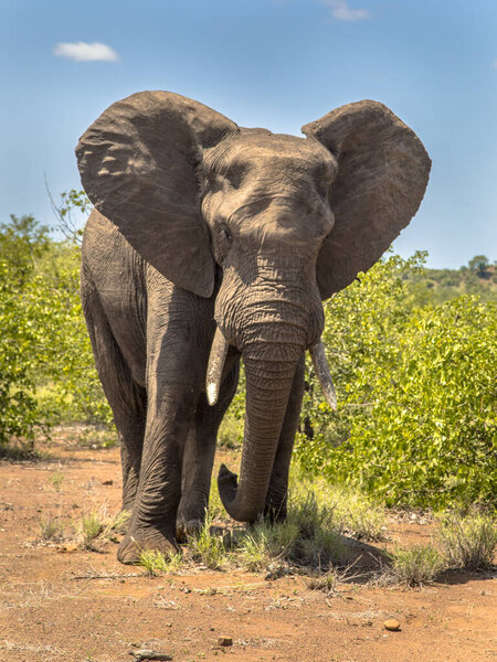 Portrait of agressive African Elephant (Loxodonta africana) head in Kruger national park South Africa