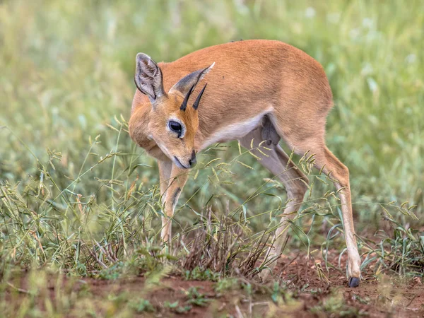Steenbok en sabana verde —  Fotos de Stock