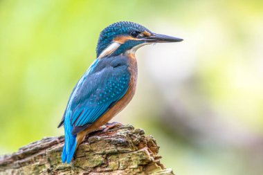 Avrupa Kingfisher günlük bekliyor