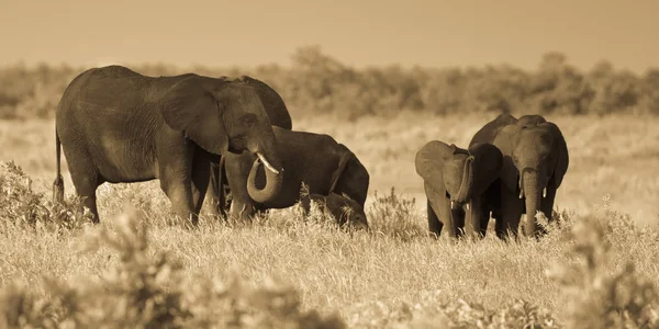 Groupe des éléphants d'Afrique sépia — Photo