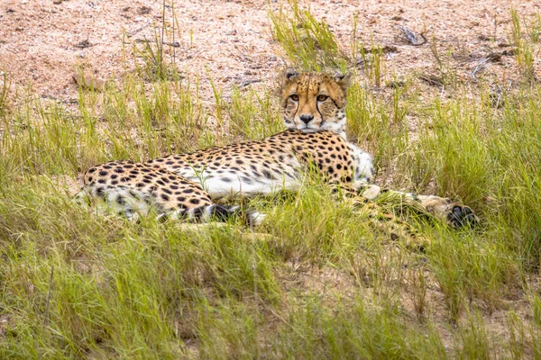 Cheetah Descanso — Foto de Stock