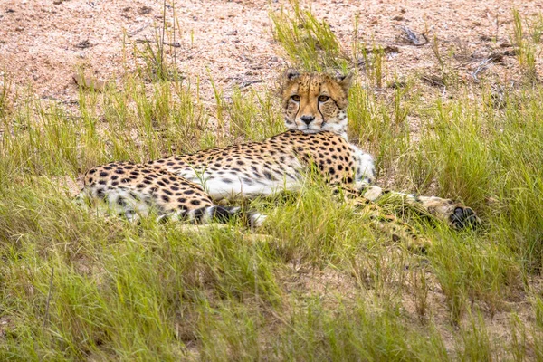 Repos guépard — Photo