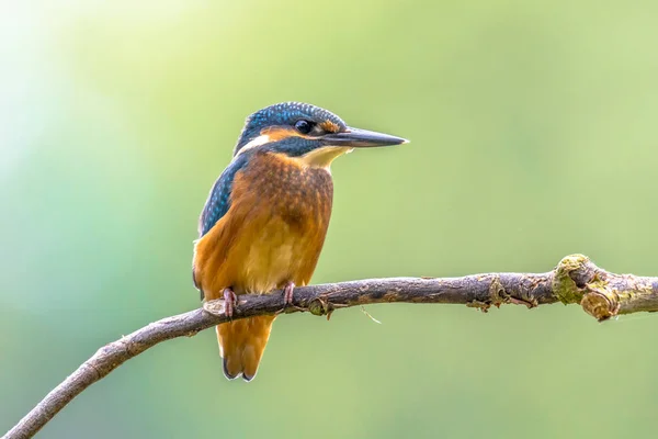 Kingfisher européen regardant de côté — Photo