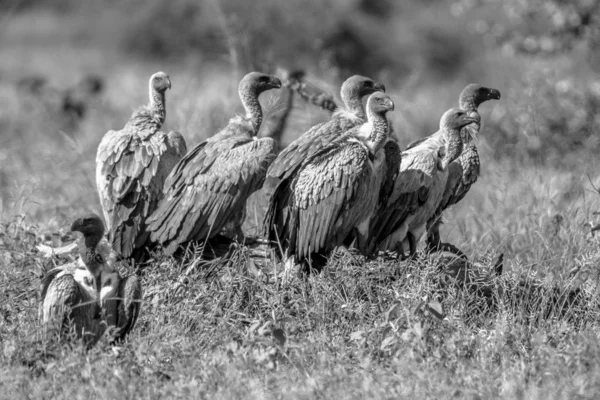 Branco apoiado grupo abutre em preto e branco — Fotografia de Stock