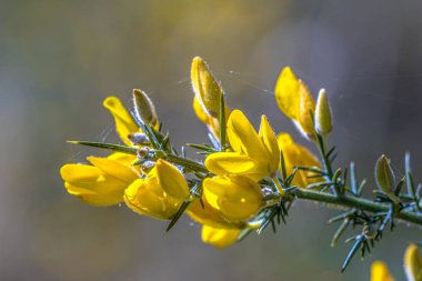 Close up Common Gorse blooming