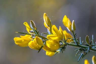 Close up Common Gorse blooming clipart
