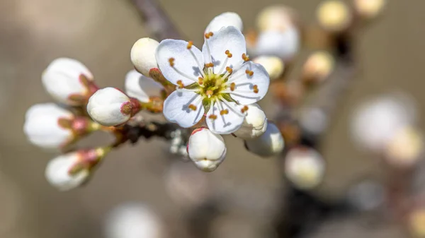 一般的なサンザシのクローズ アップの花 — ストック写真