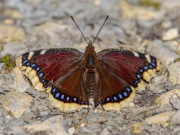 Camberwell Schönheit Schmetterling — Stockfoto