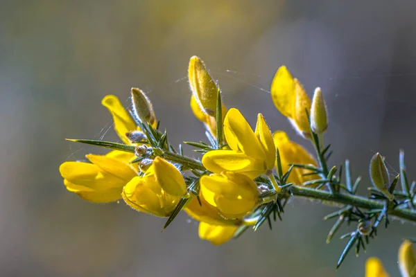 Közelkép Közös Gorse virágzás — Stock Fotó