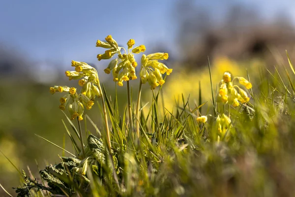 Gyakori Tehéncsúszda sárga virág — Stock Fotó